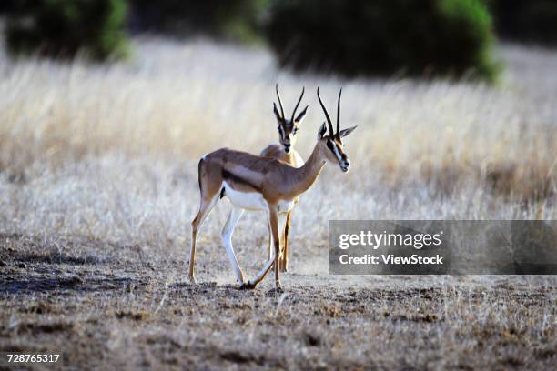 gazelle - bushbuck fotografías e imágenes de stock