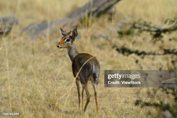 dik-dik - bushbuck fotografías e imágenes de stock