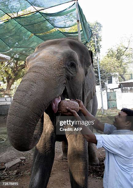 An Indian Zoo worker feeds a "laddoo" or energy ball to female elephant, Roopa at the Kamala Nehru Zoological Gardens in Ahmedabad, 27 December 2006....