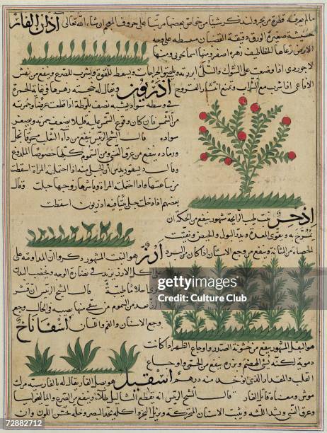 Botanical plants, illustration from 'The Wonders of the Creation and the Curiosities of Existence' by Zakariya-ibn Muhammed al-Qazwini