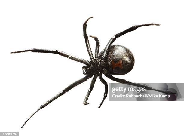 black widow spider - vedova nera foto e immagini stock