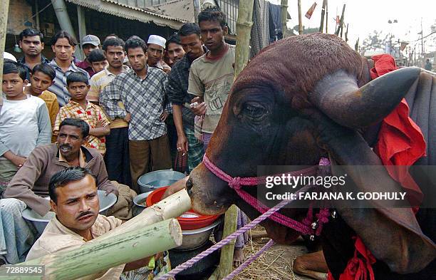 Bangladeshi people gather to look at a cow in a temporary cattle market, setup for the forthcoming sacrificial Eid Al-Adha festival in Dhaka, 28...