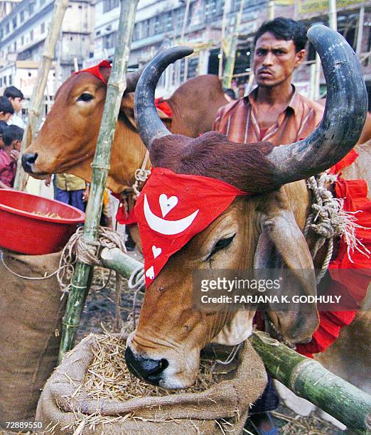 Bangladeshi cattle vendor looks on as his oxen eat food at a temporary cattle market, setup for the forthcoming sacrificial Eid Al-Adha festival in...