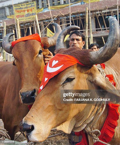Bangladeshi cattle vendor shows his oxen at a temporary cattle market, setup for the forthcoming sacrificial Eid Al-Adha festival in Dhaka, 28...