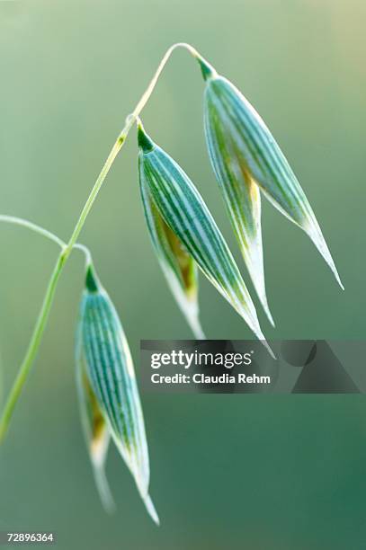oat, close-up - avena sativa stock pictures, royalty-free photos & images