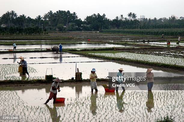Local farmers plant out rice seedlings in a rice paddy near Qionghai on January 1, 2007 in Hainan Province, China. Hainan is the most southern...