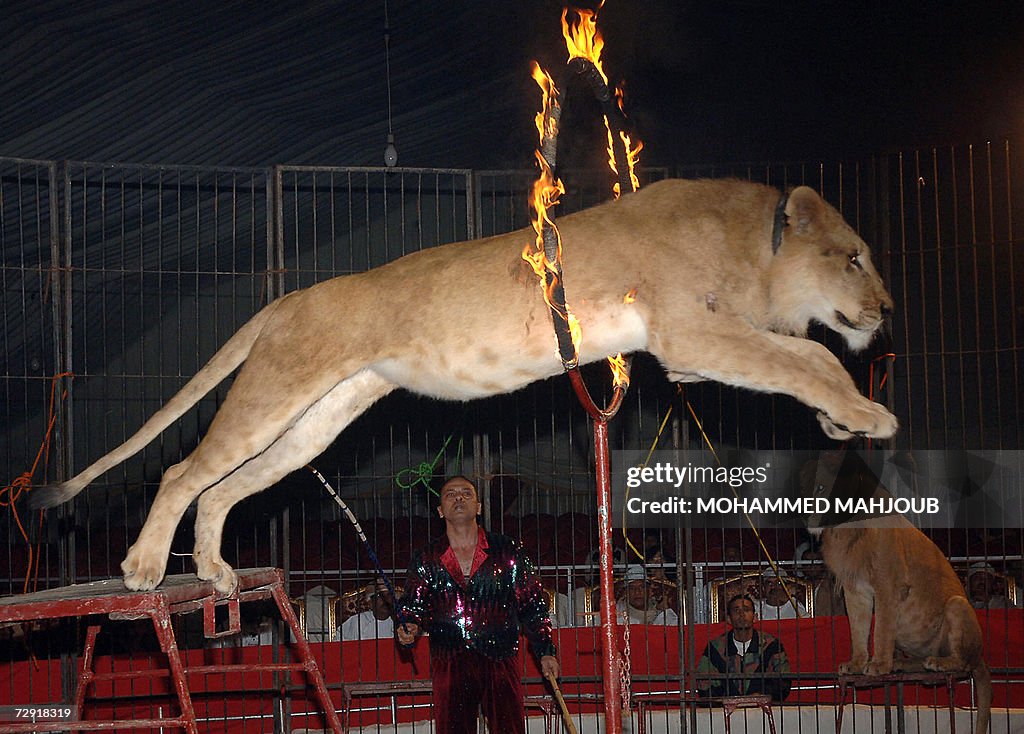 LION HOOP LION HOOP