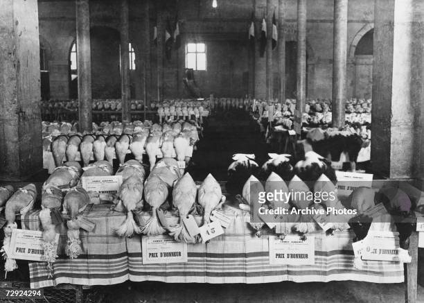 Prize winning chickens on display in a hall in Bourg en Bresse, France, circa 1925.