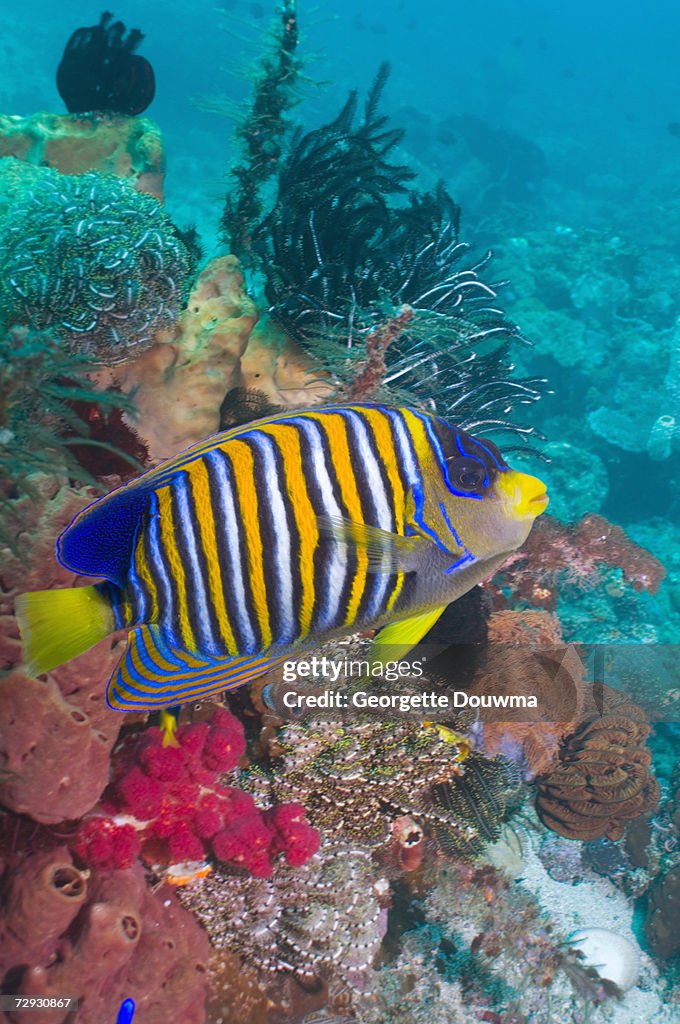 Regal angelfish (Pygoplites diacanthus), (digital composite)