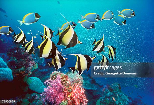 moorish idols (zanclus cornutus) swimming over coral with powderblue surgeonfish - halfterfisch stock-fotos und bilder