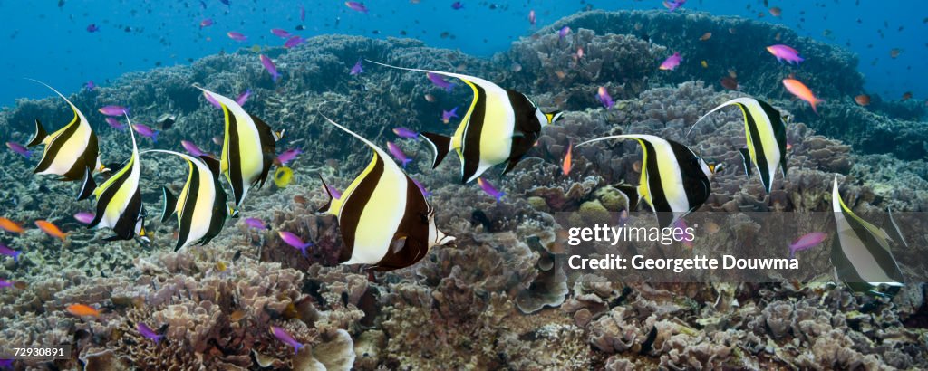 Moorish idols (Zanclus cornutus), Bunaken National Park, North Sulawesi, Indonesia