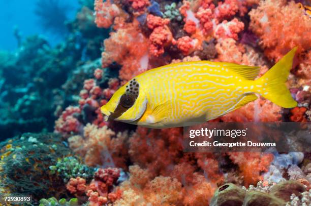 masked rabbittfish (siganus puellus), lembeh strait, north sulawesi, indonesia - rabbitfish stock pictures, royalty-free photos & images