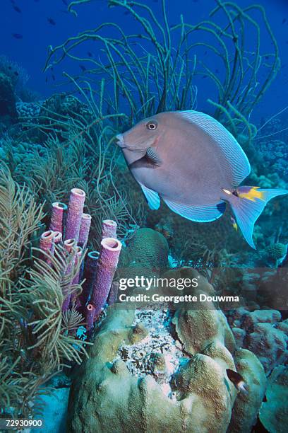 blue tang (acanthurus coeruleus) over coral reef - atlantic blue tang stock pictures, royalty-free photos & images