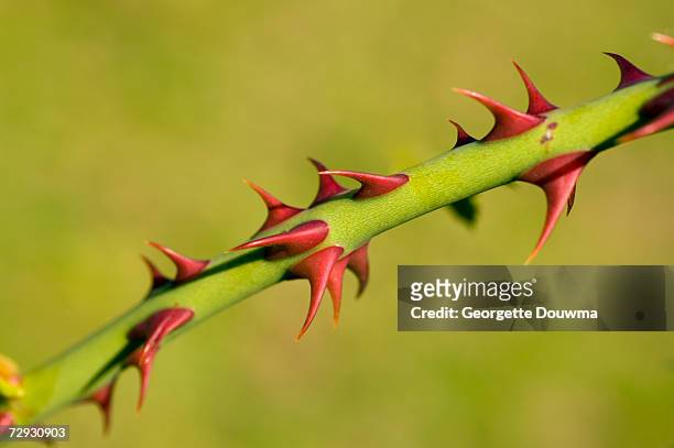 thorns on stem of dog rose (rosa canina) - ca nina stock pictures, royalty-free photos & images