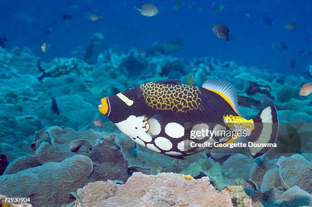 clown triggerfish (balistoides conspicillum) swimming over coral reef - clown triggerfish stock pictures, royalty-free photos & images