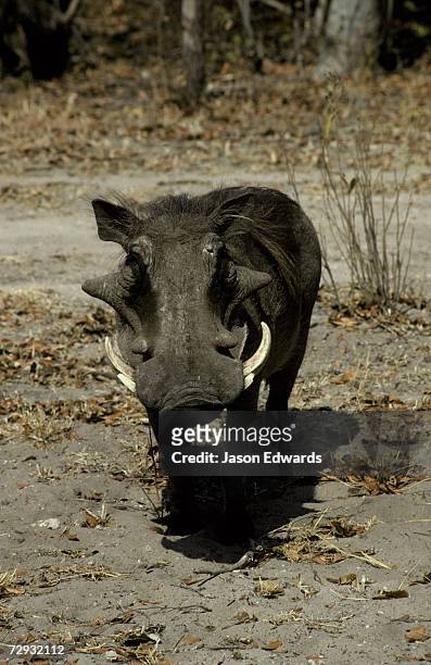 hwange national park, zimbabwe - ugly pig 個照片及圖片檔