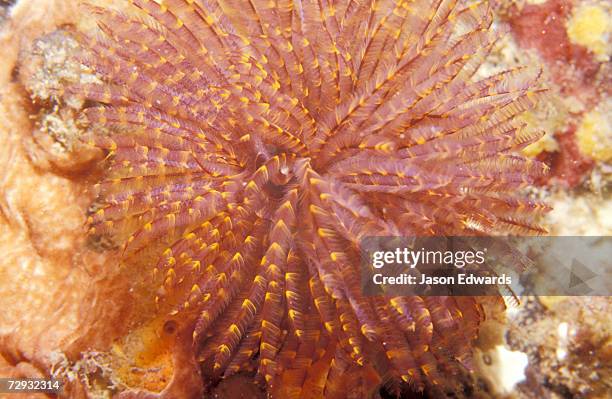 portsea pier, victoria, australia - feather duster worm stock pictures, royalty-free photos & images