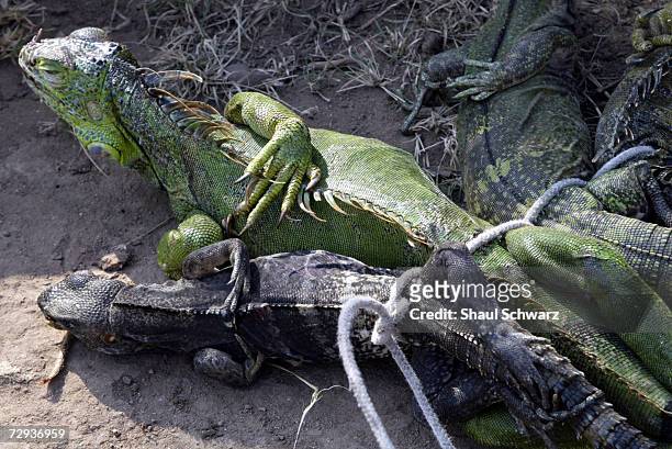 Though illegal in Mexico, iguana hunting still persists. In the outback of Juchitan, a classic mid size city in southern Mexico, the hunt for the...