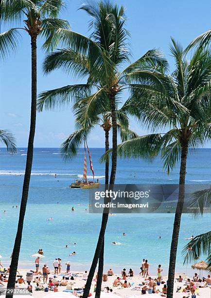 sandy beach and palm tree - waikiki beach stock pictures, royalty-free photos & images