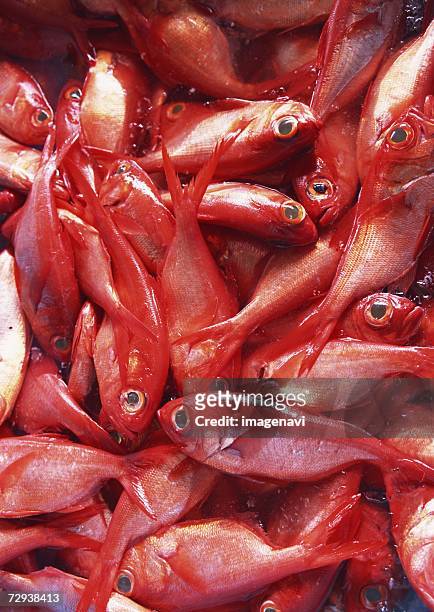 alfonsin - redfish fotografías e imágenes de stock