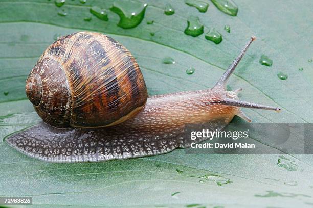 snail crawling on leaf, close up, - mollusco foto e immagini stock