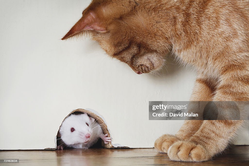 Cat standing over mouse peeking out of mouse hole