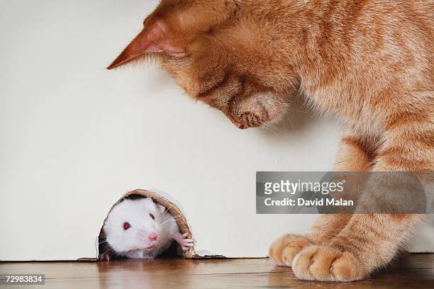 69 Cat Catches Mouse Photos and Premium High Res Pictures - Getty Images