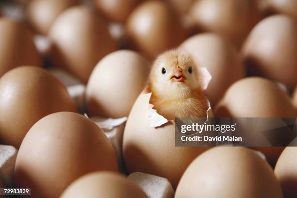 chick hatching from egg on egg tray - hatching fotografías e imágenes de stock