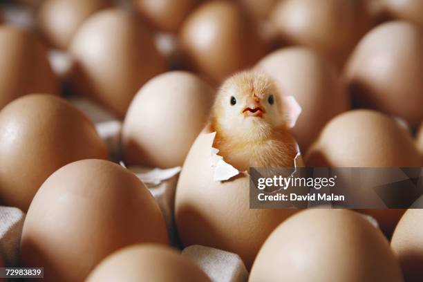 chick hatching from egg on egg tray - kläcka bildbanksfoton och bilder