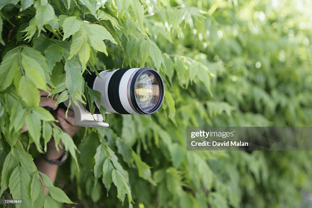 Photographer with long lens taking photographs from bushes