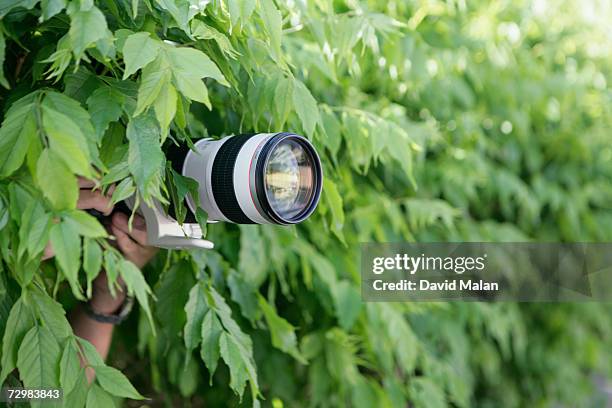 photographer with long lens taking photographs from bushes - paparazzi photographers stockfoto's en -beelden