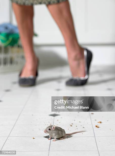 mouse on kitchen floor, woman standing in background, low section - rodent stock pictures, royalty-free photos & images