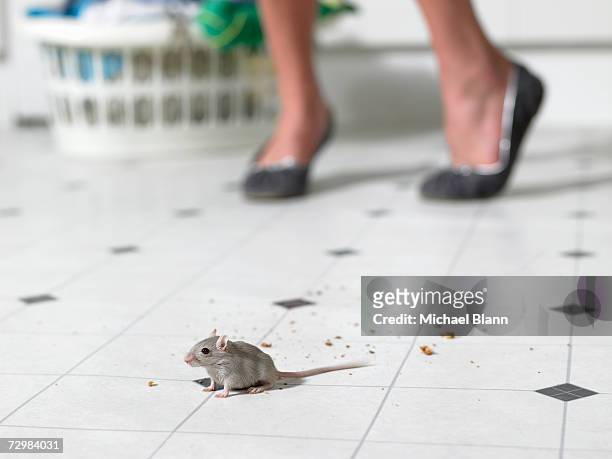 mouse on kitchen floor, woman standing in background, low section - mouse stock pictures, royalty-free photos & images