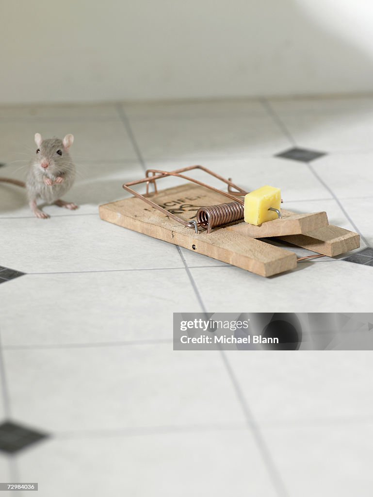 "Mouse standing on hind legs next to mousetrap on kitchen floor, looking uncertain"