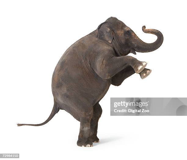 elephant standing on hind legs, performing trick - elephant stock pictures, royalty-free photos & images