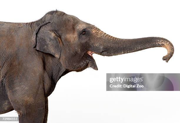 elephant against white background - ゾウの鼻 ストックフォトと画像