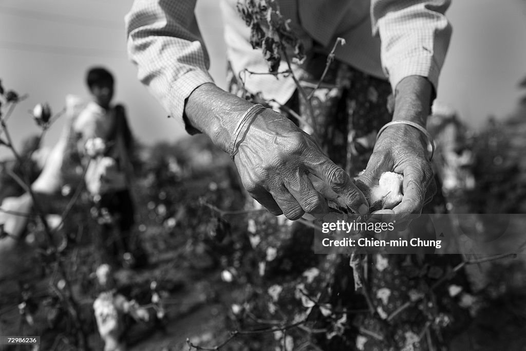 Cotton Grinning Factory