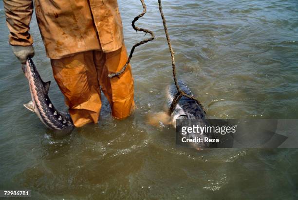 Fisherman brings back two sturgeons, a beluga on the right side, which were caught in the nets near the Volga River's mouth in the Caspian Sea...