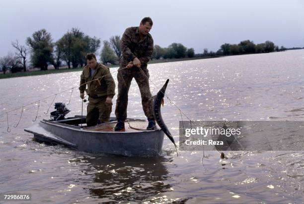 On the most renowned site for fishing sturgeons, two inspectors of the border patrols' fishing brigade, Vladimir Chernykh and Oleg Yartchenko, free a...