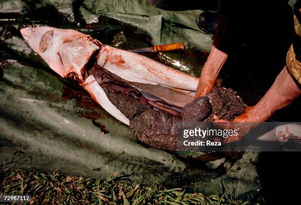 Joseph Popovitch pulls out the caviar from a freshly killed sturgeon in front of his house in Amur Delta's region, off the indigenous Nanai village...
