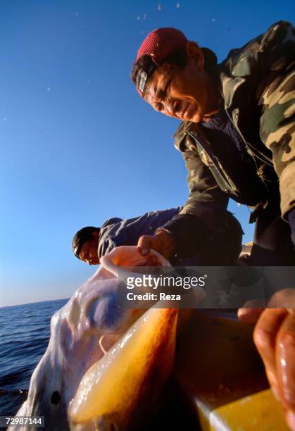 Oleg and Nikolai Cherepanov pull up a kaluga, which was caught in their nets in the shallow waters of the Okhotsk Sea in Amur Delta's region, off the...