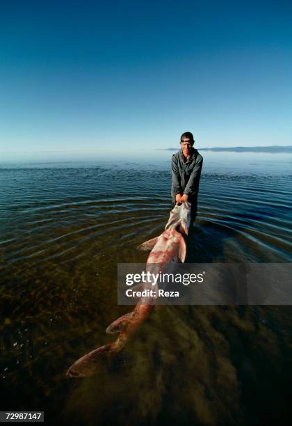 Nikolai Cherepanov drags a kaluga, which he has just caught with his employee Oleg in the shallow waters of the Okhotsk Sea in Amur Delta's region,...