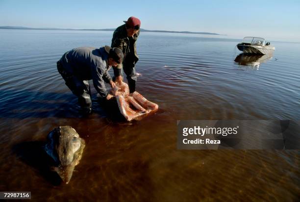 Nikolai Cherepanov and his employee Oleg cut up a kaluga, which they have just caught in the shallow waters of the Okhotsk Sea in Amur Delta's...