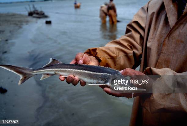 Fisherman shows a baby sturgeon, which was caught in a net near the Volga River's mouth in the Caspian Sea October 1997 in Russian Federation. He...