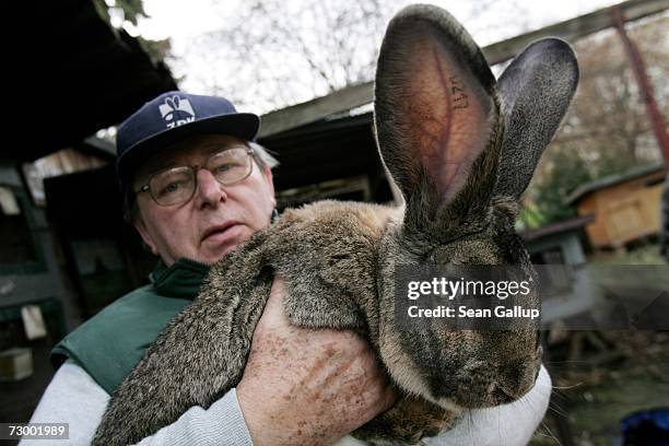 1,188 Large Rabbit Stock Photos, High-Res Pictures, and Images - Getty ...
