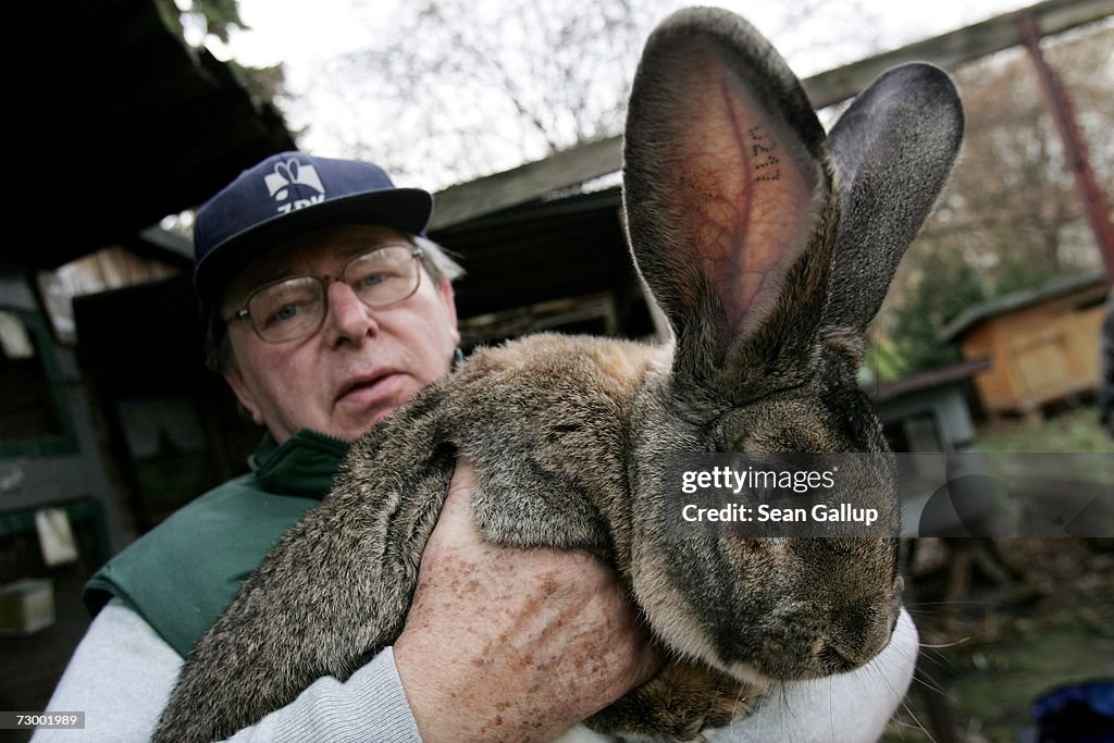 Giant Rabbit Farmer to Supply North Korea