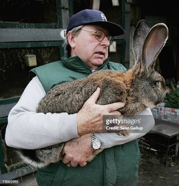 Pensioner Karl Szmolinsky, who raises a large breed of rabbits, called ?Giant Greys?, holds Robert 2, an 8.5kg Giant Grey, which is 74cm in length...