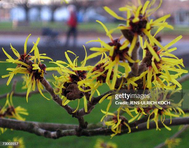Blooming witch-hazel is seen 15 January 2007 at the grounds of the Erfurt Horticultural Show. Unseasonally warm weather affects wide parts of...