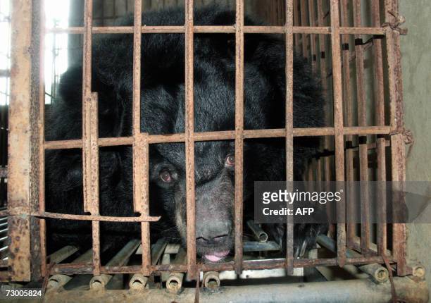 Caged bear is raised for bile extraction at a private restaurant in Van Dinh town, Northern province of Ha Tay, 23 November 2006. Keeping bears caged...