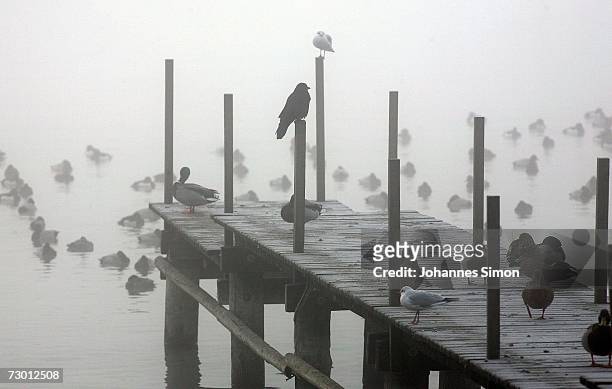 Birds sit on a dock in misty weather January 16 2007 at the beach in Stegen on Ammersee Lake, Germany. According to reports, bird flu is receding in...
